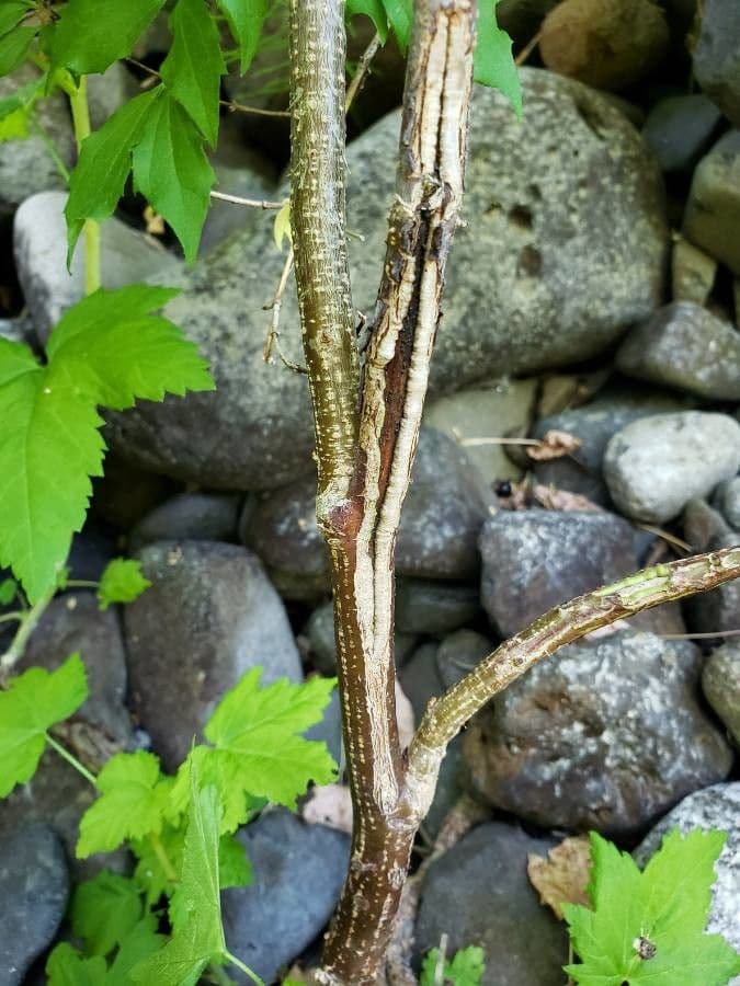 Physocarpus malvaceus blühender Strauch mit weißen Blüten und gelappten Blättern