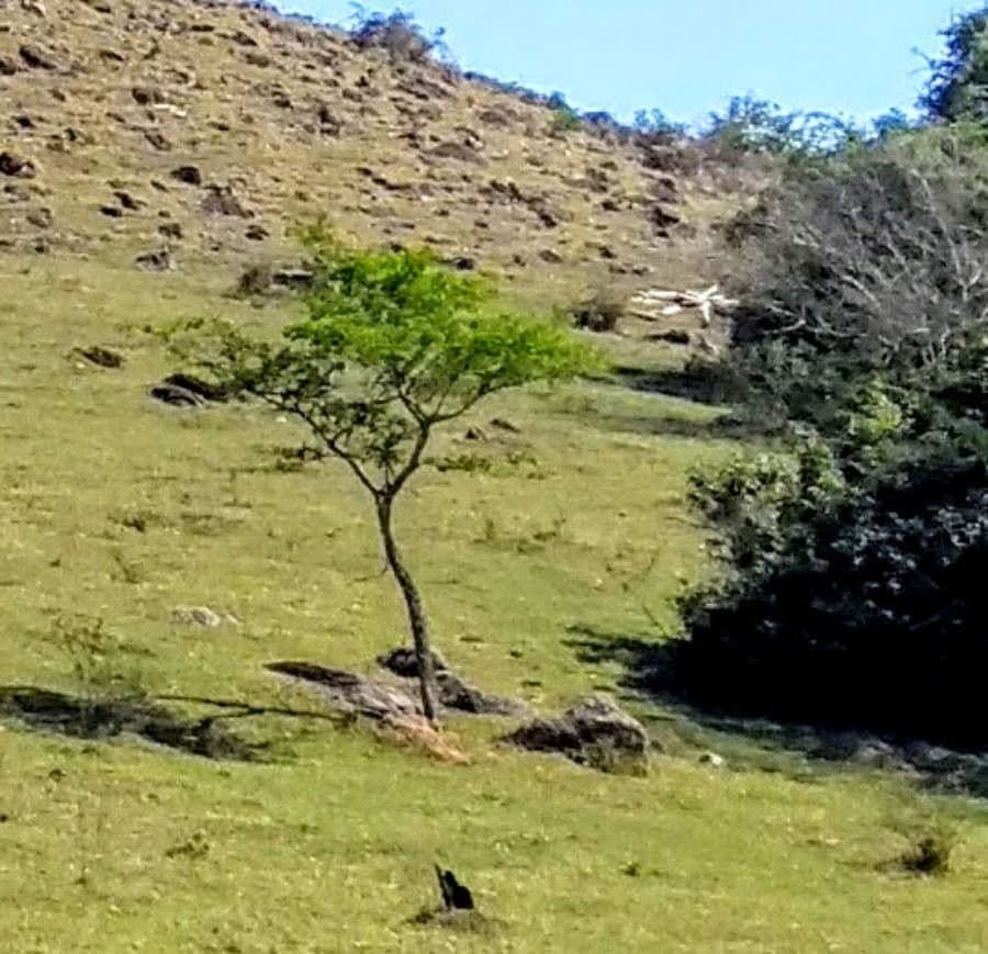 Arbre quebracho rouge avec feuillage gris-vert caractéristique
