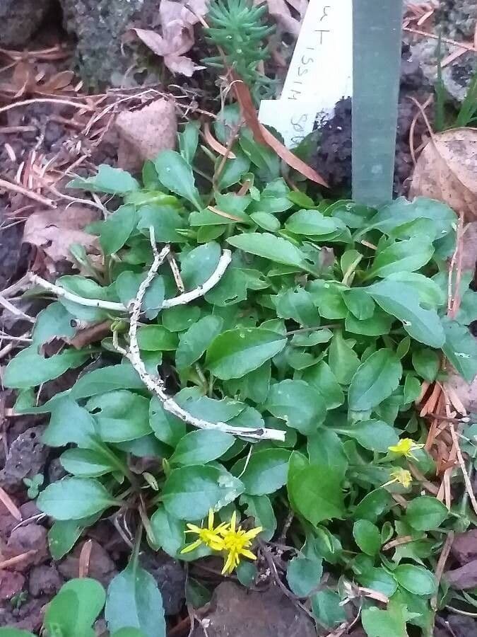 Miniatuur rozet en kleine gele bloemhoofdjes van Solidago minutissima