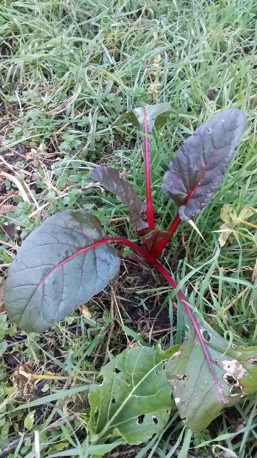 Rübenpflanze in vollem Sonnenlicht mit dunklen Blättern und sich entwickelnder Knolle