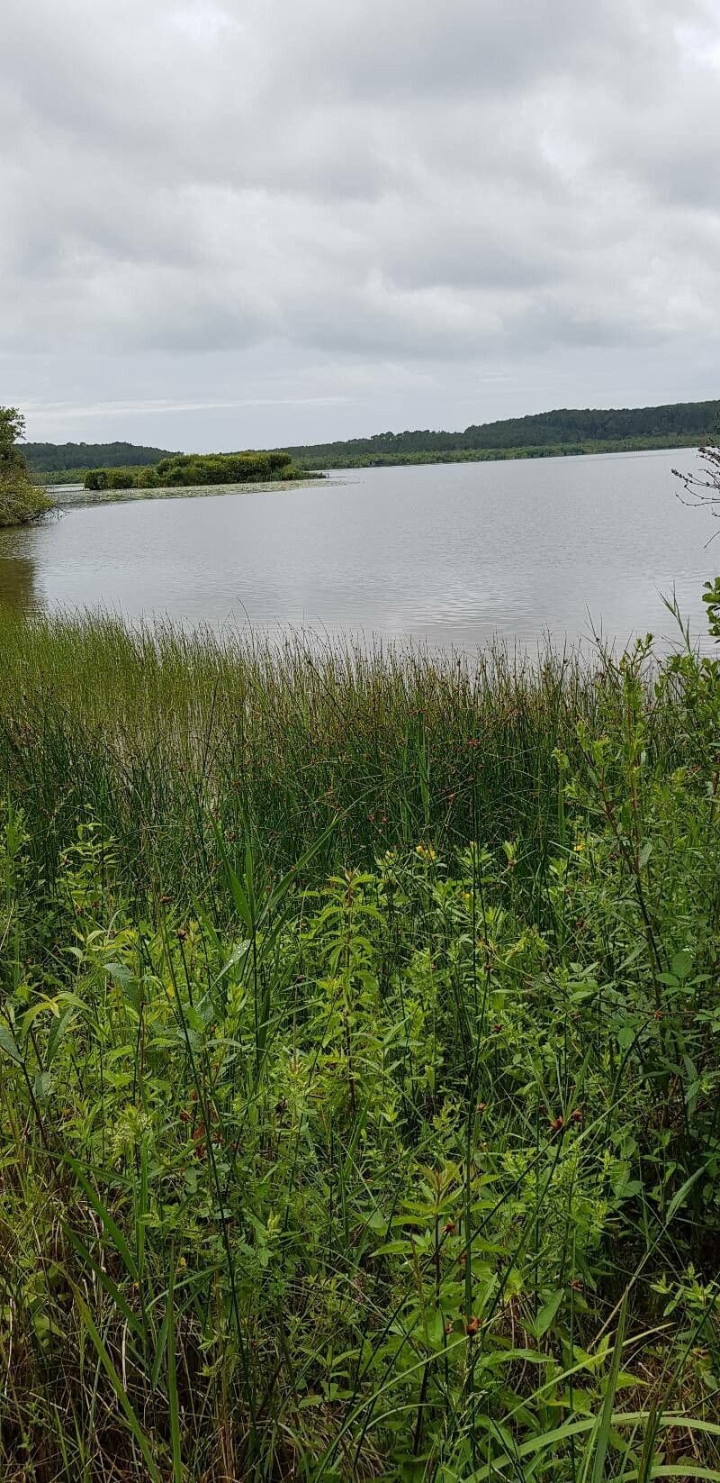 Jonc piquant poussant en bordure d'eau avec ses tiges triangulaires