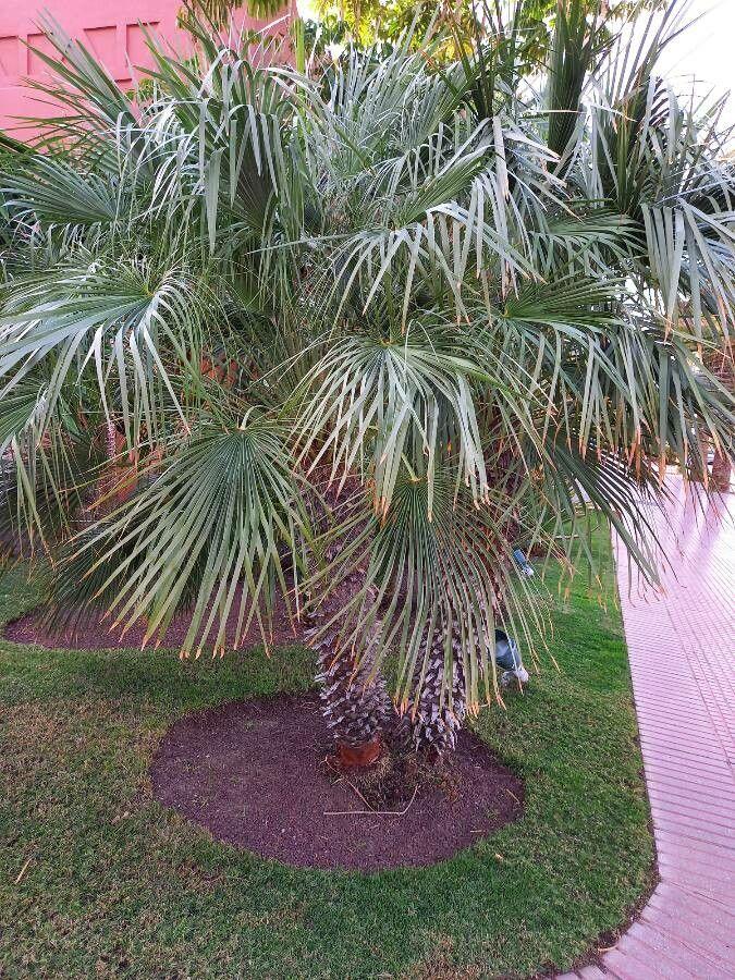 European fan palm in full growth with green fan-shaped leaves and yellow flower clusters in a sunny garden bed