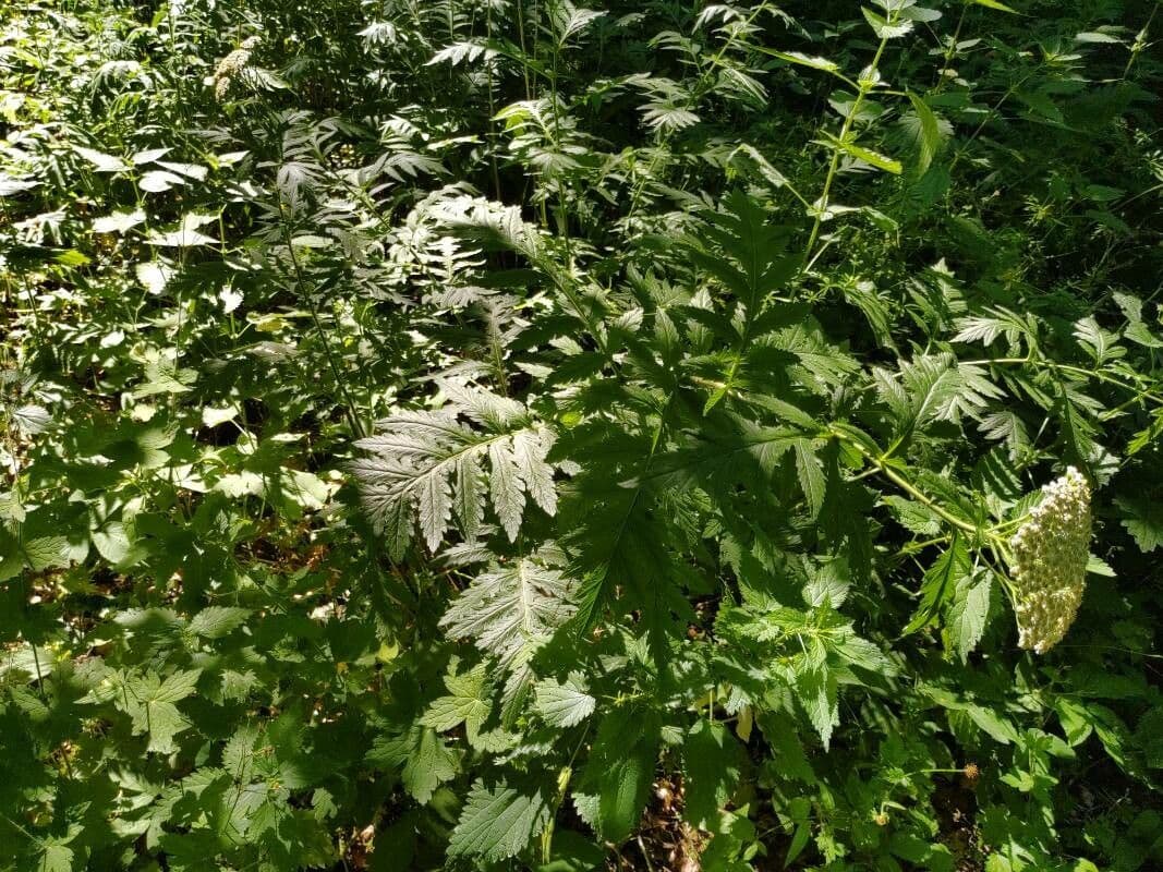 Large-leaved tansy with yellow-white flower clusters