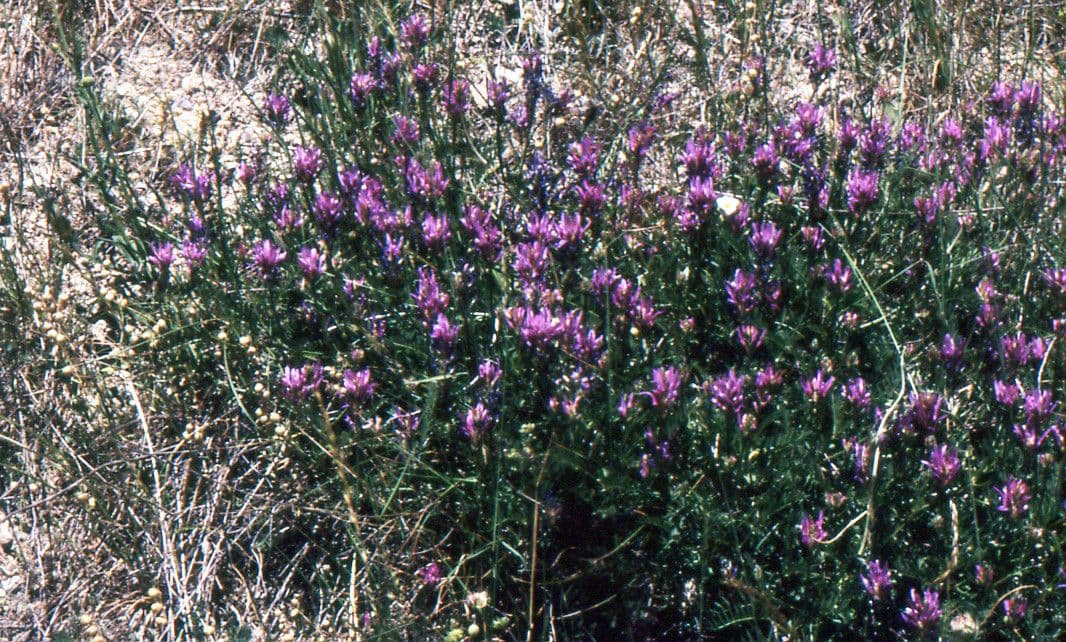 Astragalus onobrychis purple pink flowers blooming