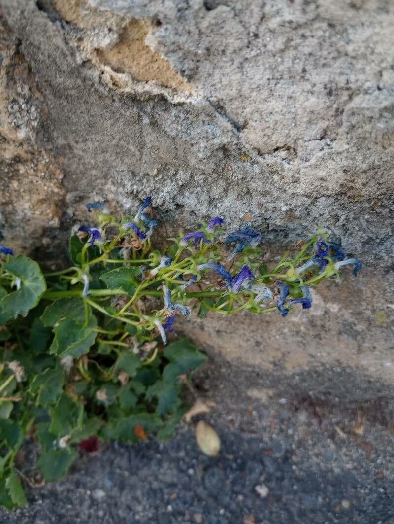Blue flowers of Campanula elatines Adriatic bellflower