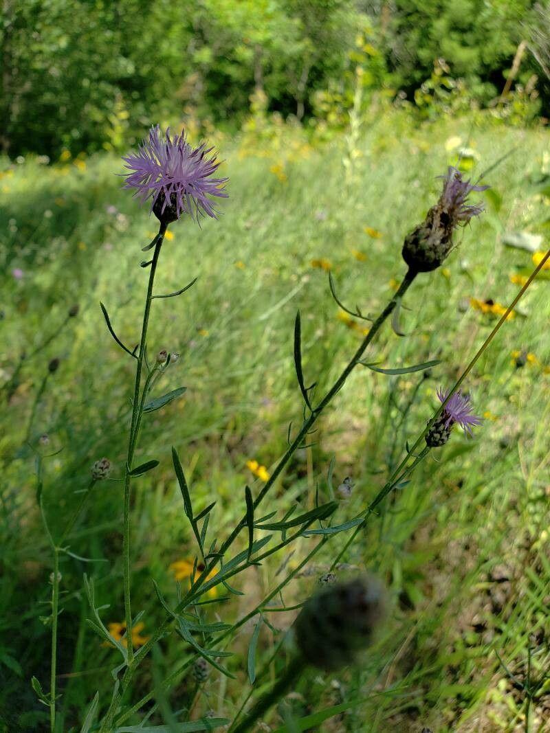Rispen-Flockenblume mit rosa-lila Blüten in einem trockenen, sonnigen Beet