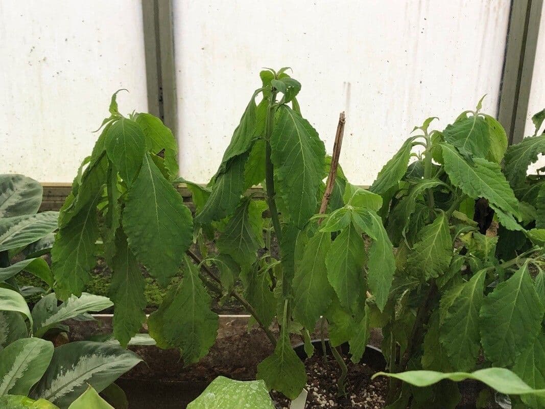 Salvia divinorum diviner's sage with characteristic foliage