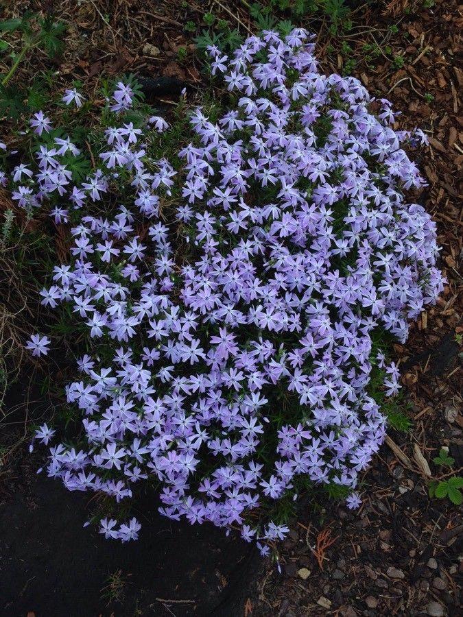 Polster-Phlox in voller Blüte mit dunkelgrünen nadelförmigen Blättern und violetten Blüten