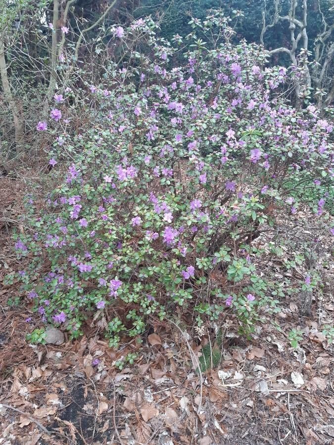 Rhododendron dauricum Daurs rododendron met roze bloemen