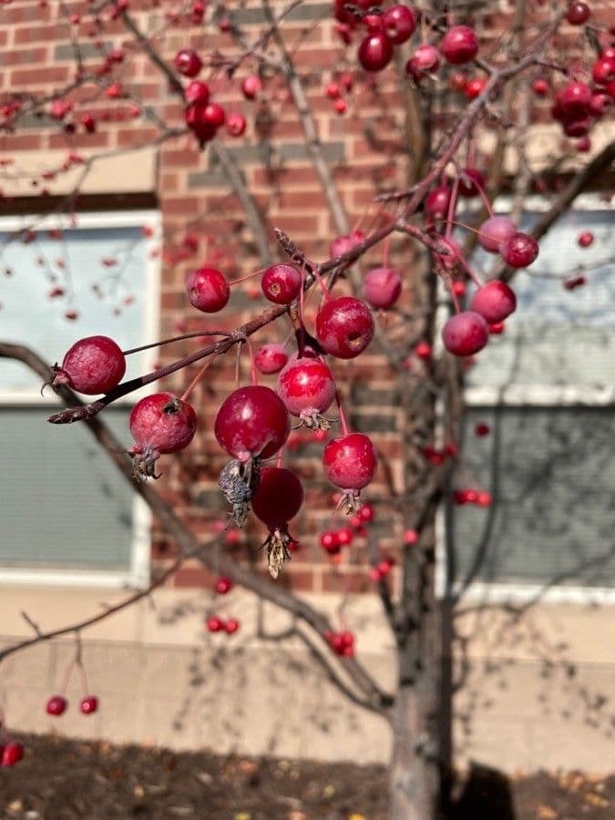 Malus floribunda in full spring bloom with deep pink buds opening to pale pink-white flowers