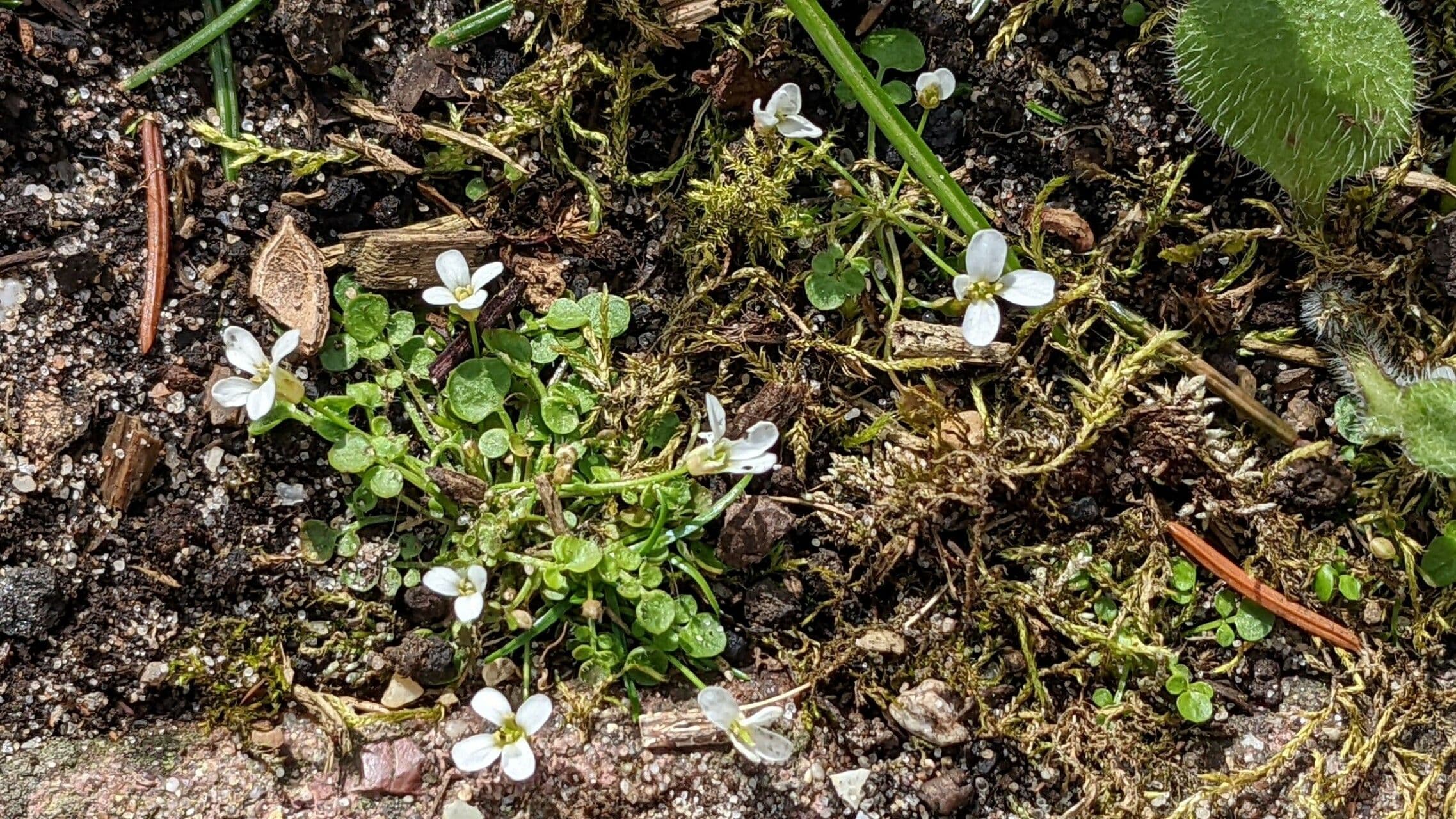 Cardamine bellidifolia met witte bloemen en kleine groene bladeren