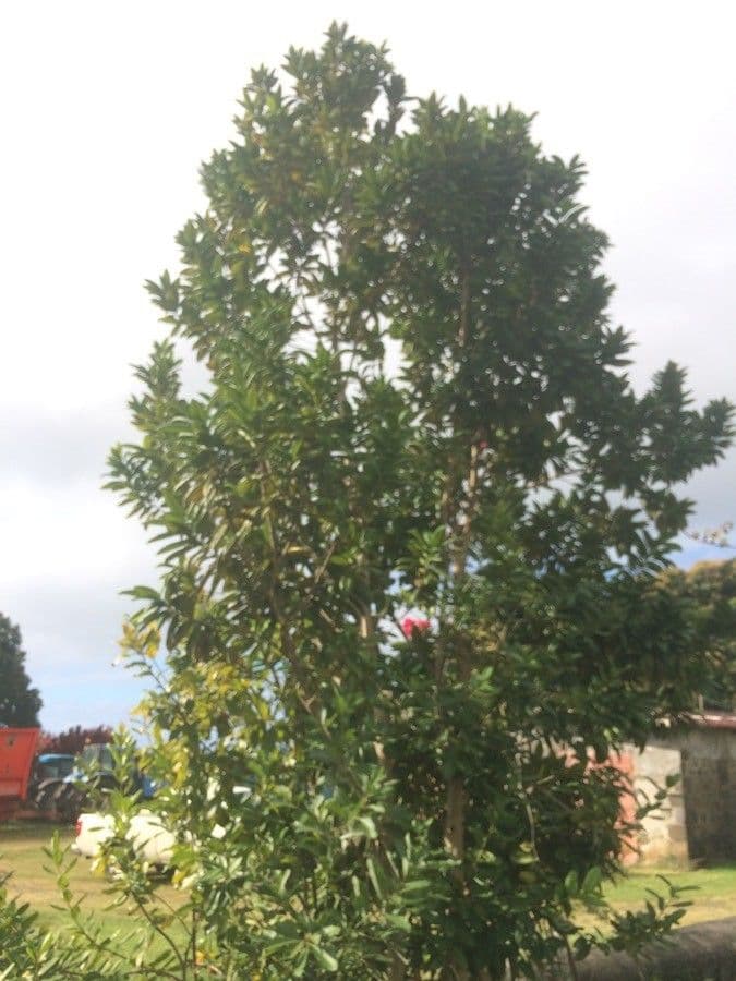 Allspice tree with green foliage and aromatic brown berries