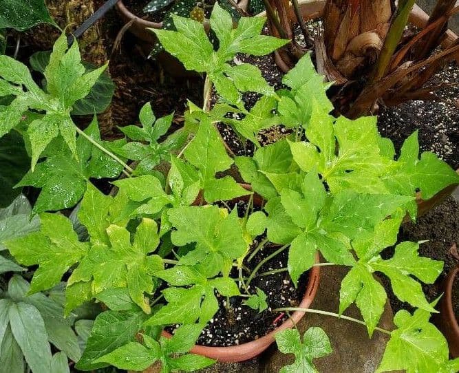 Dorstenia contrajerva mit charakteristischen flachen Bluten und tief gelappten Blattern in tropischer Bergumgebung