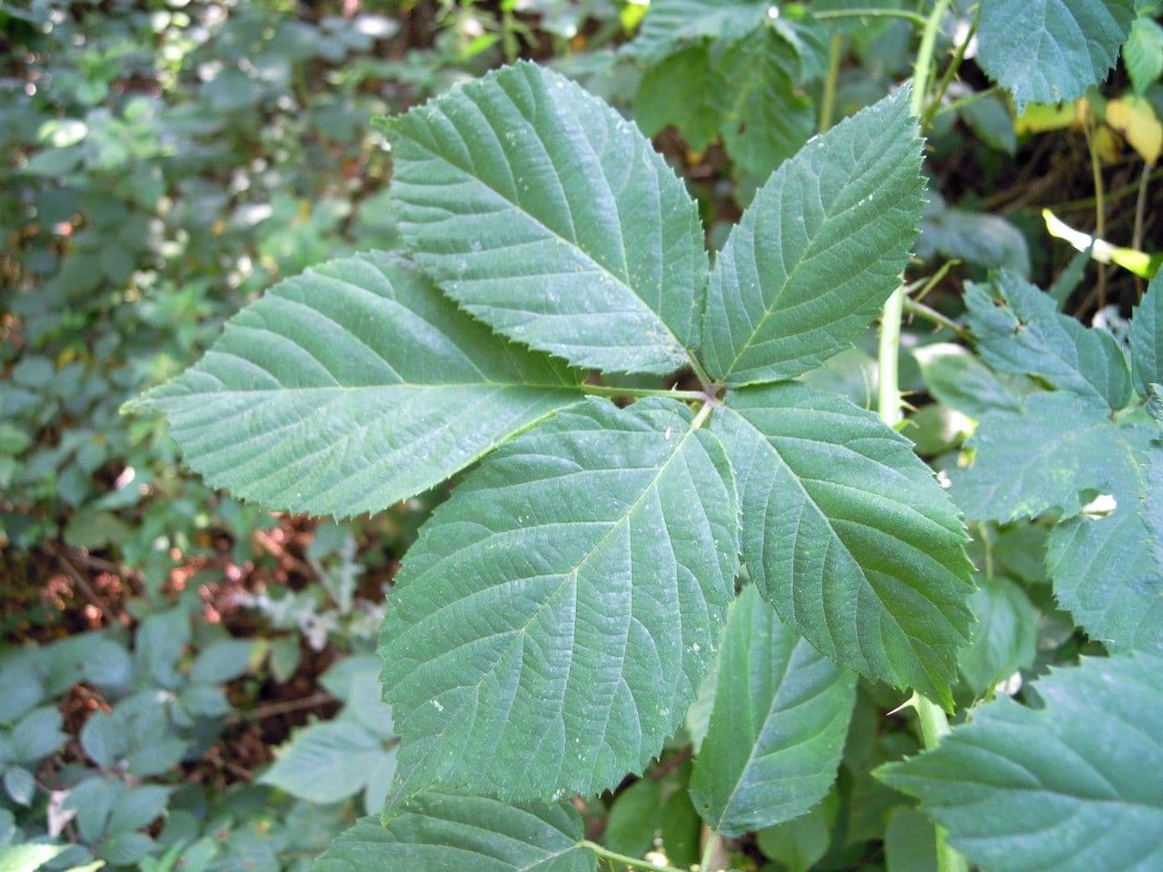 Rubus hypomalacus soft-leaf bramble with characteristic velvety leaves