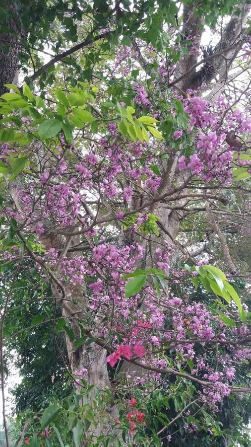 Gliricidia mit rosa Bluten und gefiedertem Laub