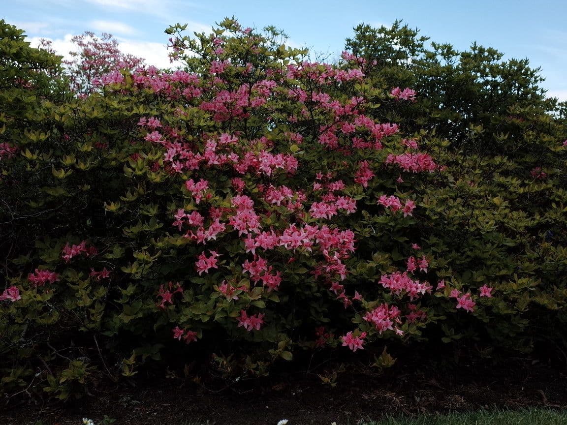 Fleurs de Rhododendron canescens Hoary azalea en blanc et rose