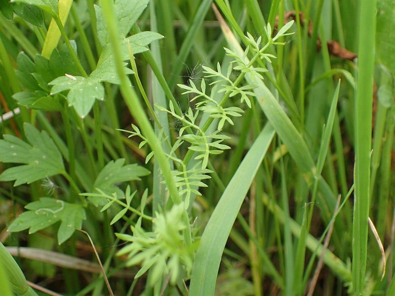 Roehriger Wasserfenchel mit charakteristischen hohlen Stengeln in Sumpfzone