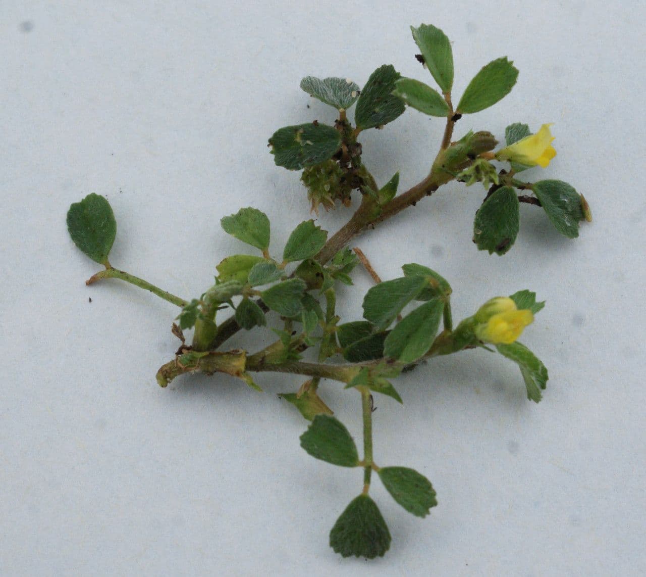 Slender suckling clover with small yellow flower heads in full bloom