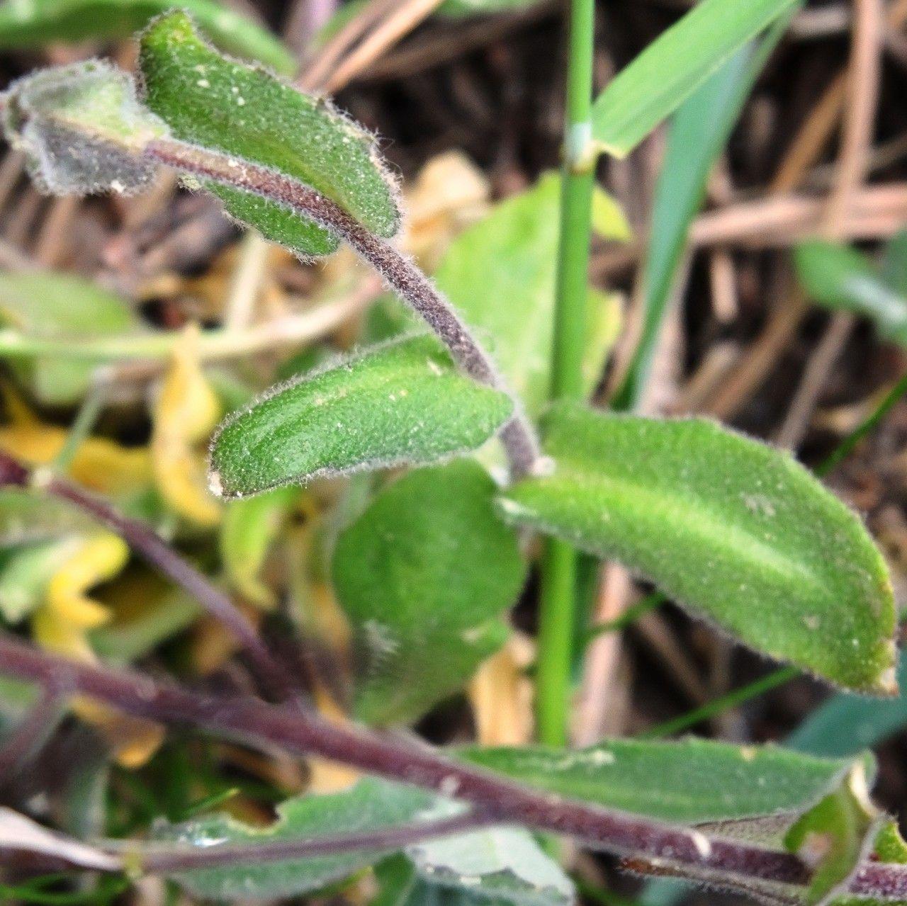 Rauhaarige Gänsekresse in voller Blüte auf einer sonnigen, steinigen Böschung