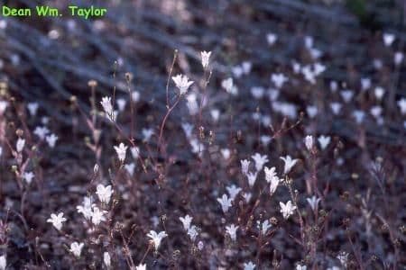 Campanula exigua flowers