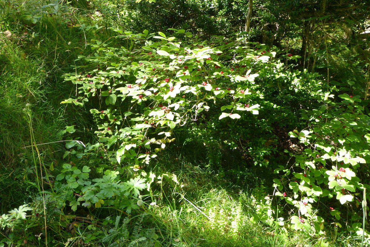 Rote Heckenkirsche im Frühsommer, mit weißen Blütenpaaren und dichtem grünem Laub