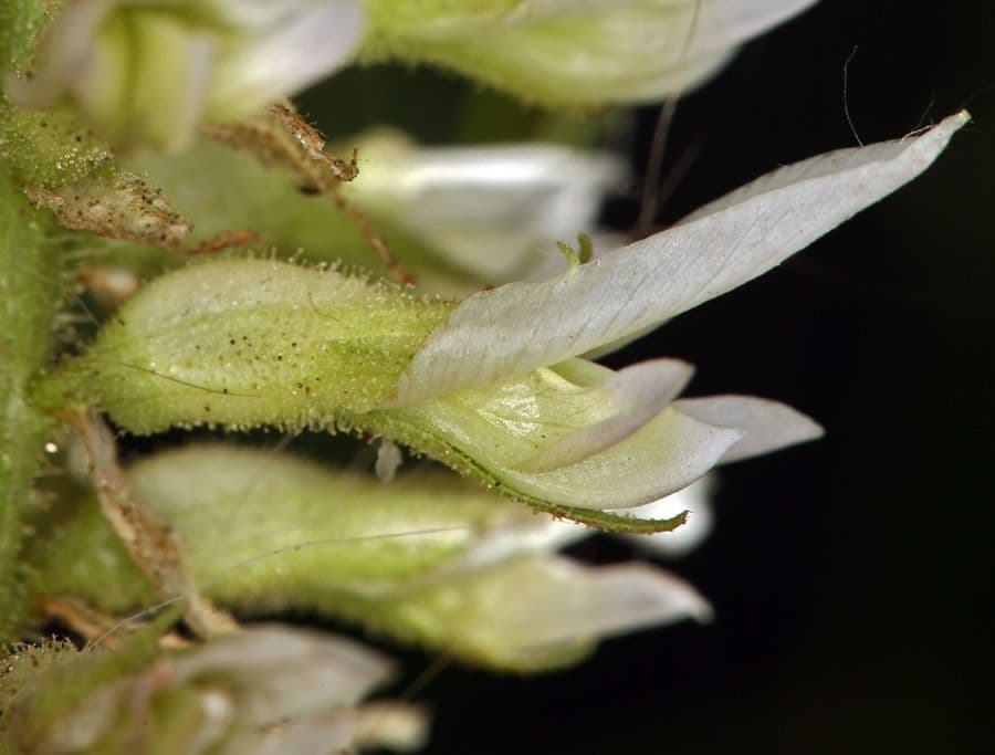 Bloeiende wilde zoethout plant met witte bloemen