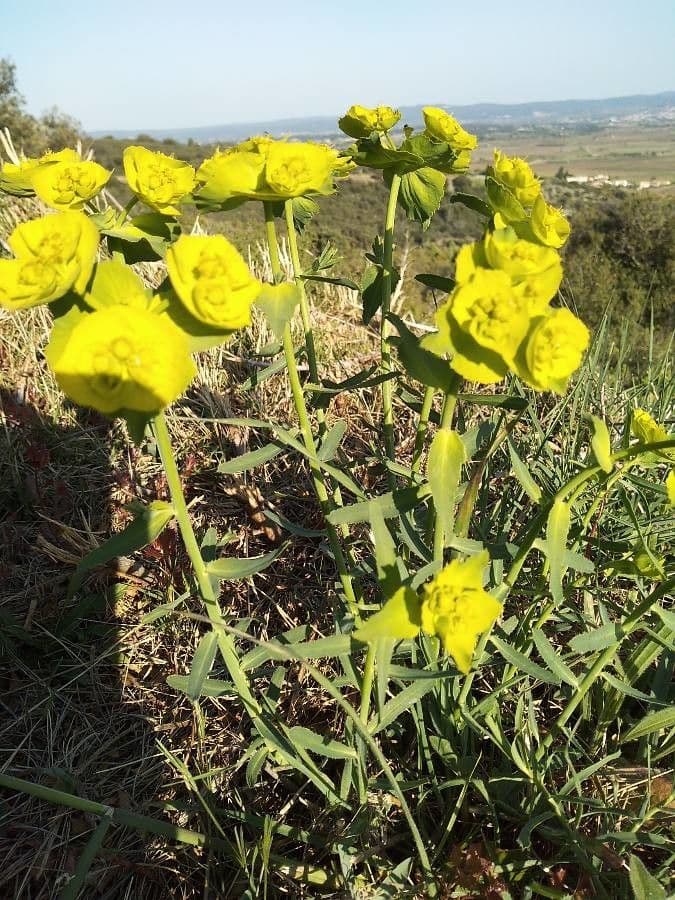 Gezaagde Wolfsmelk met karakteristieke zaagvormige bladeren en gele bloemen