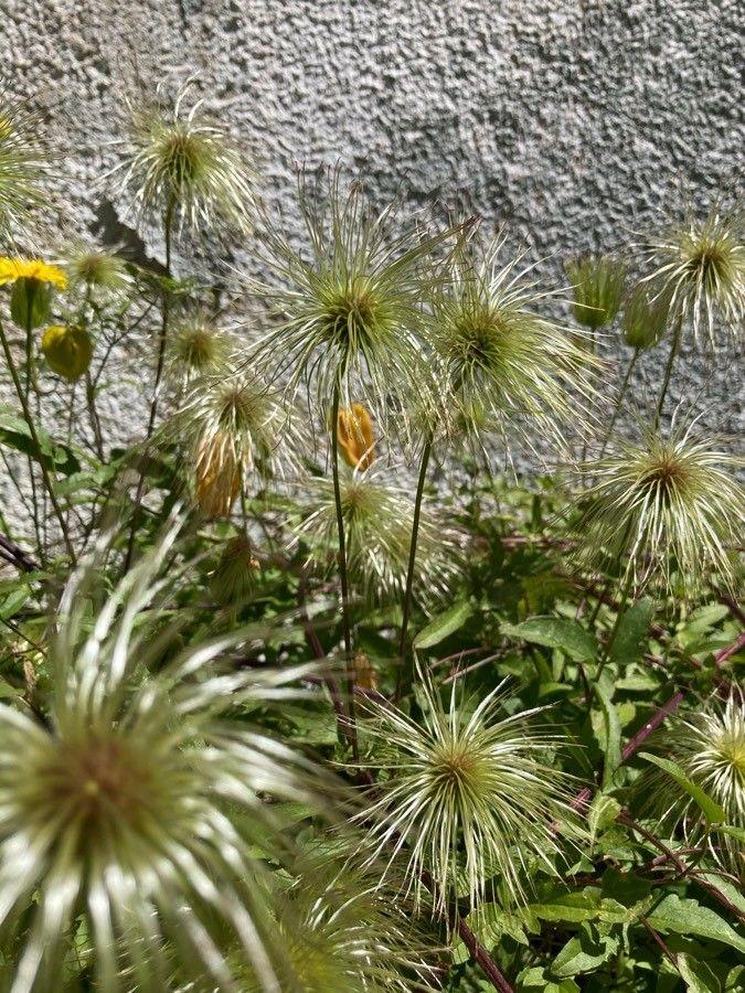 Oranje, peervormige bloemen van de Orange-peel clematis die openbarsten in de late zomer