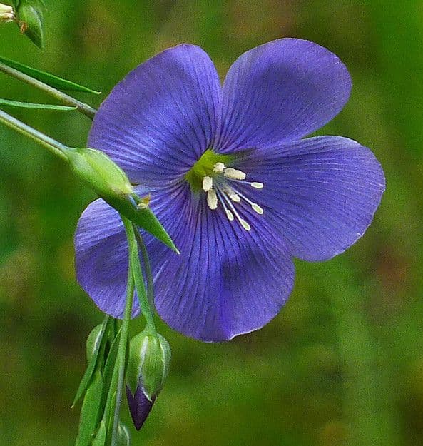 Linum austriacum blue flowers