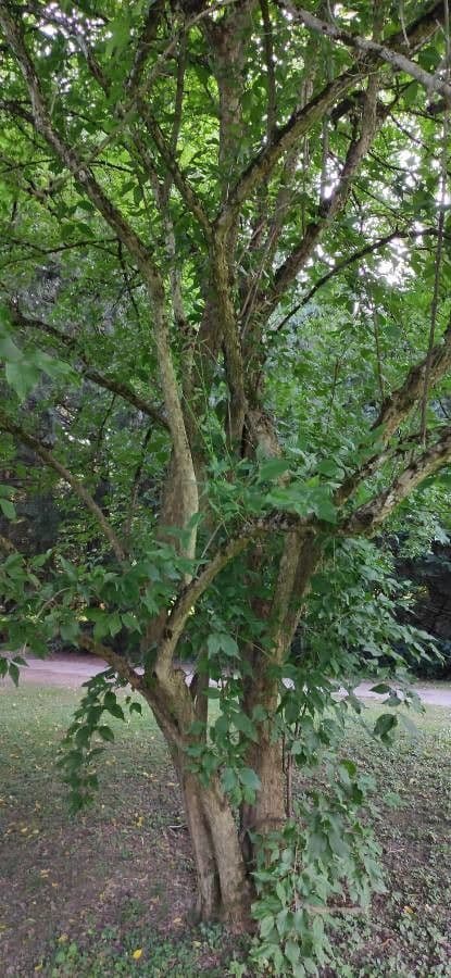 Goldgelbe Blutenbuscheliches von Cornus officinalis im Fruhjar