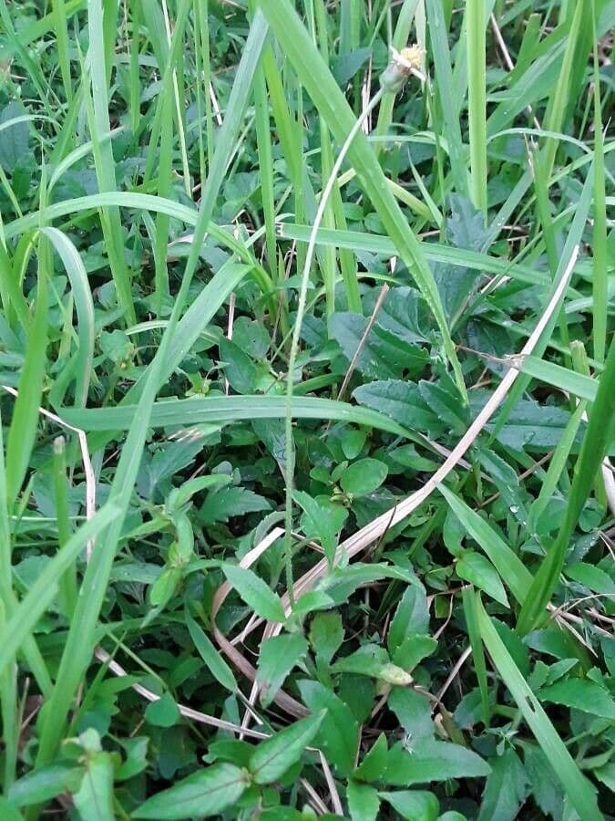 Tridax procumbens zeigt leuchtend gelbe und weiße Blüten