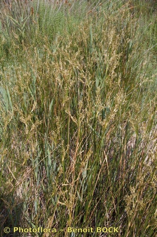 Strand-Binse-Pflanze mit starren Blattern in Kustenszone