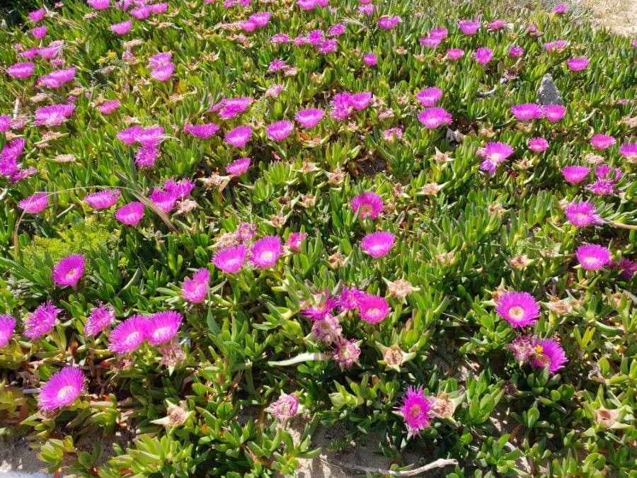 Rote Mittagsblume mit Magentablüten