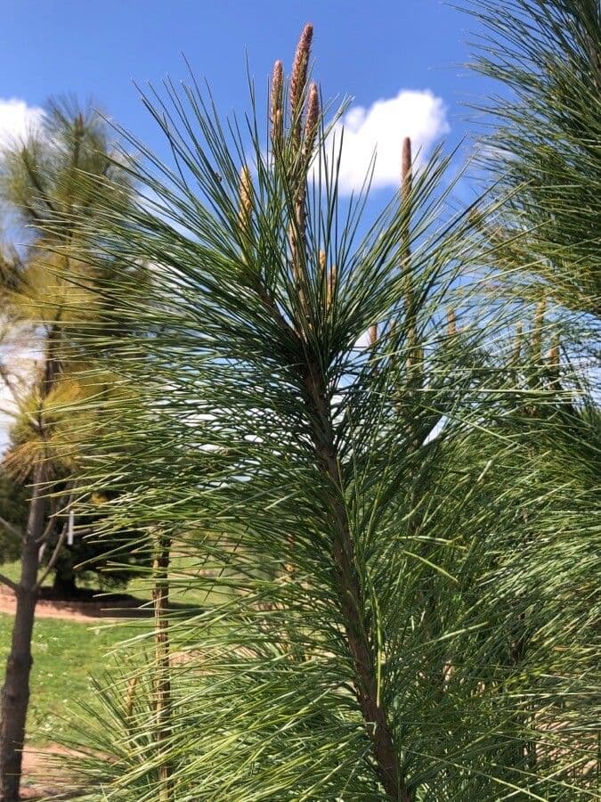 Mexican white pine with long soft needles