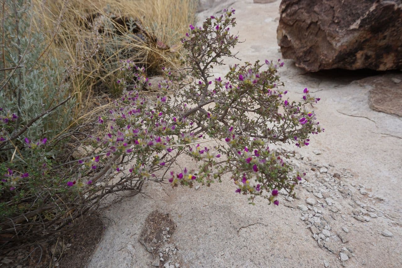 Dalea formosa mit violetten Blutenspitzen und federartigen Zierpluscheln in einem Trockengarten