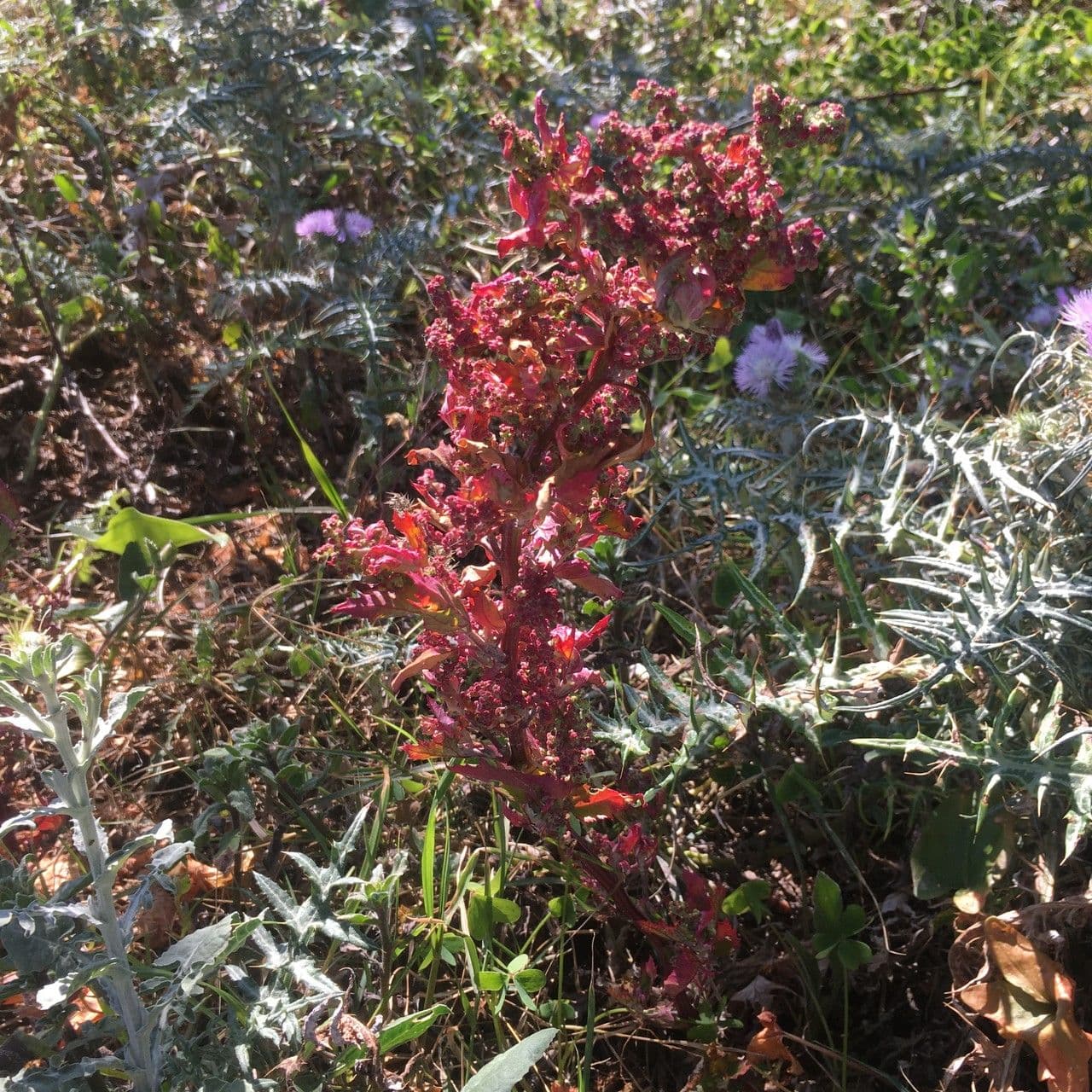 Feuilles et fruits du chenopode a feuilles grasses