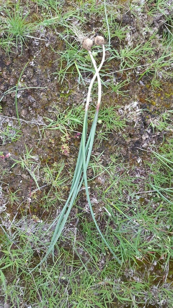 Hooker's onion with purple flowers