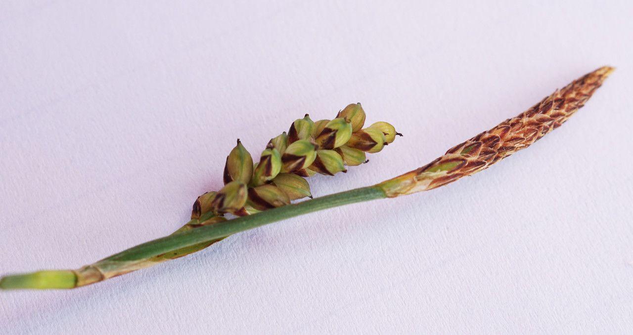 Grau-Segge in natürlicher Umgebung am Ufer eines Moorsees