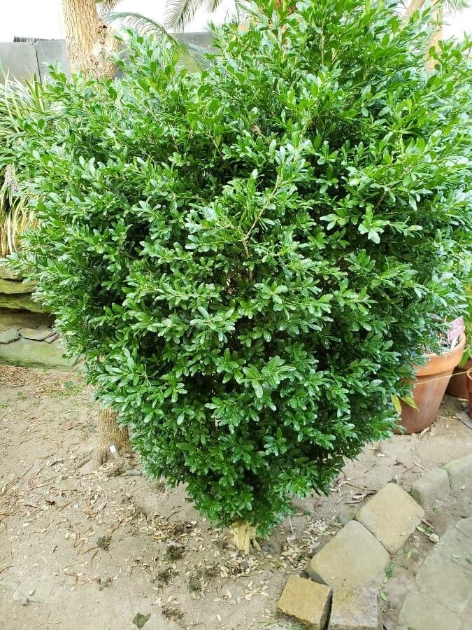 Buxus harlandii Harlands buxus met fijne groen bladen