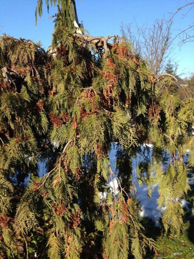 Northern white-cedar growing densely as a privacy hedge in a residential garden