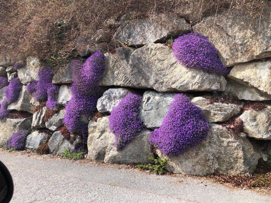 Aubrieta in voller Blüte an einer Trockenmauer mit lila und rosa Blüten