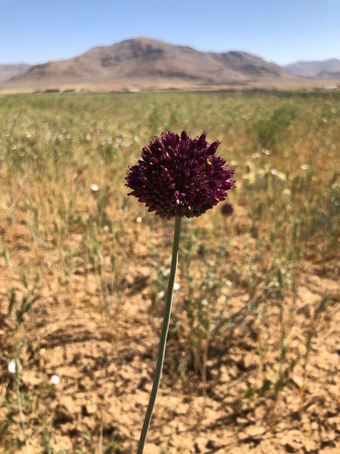 Ackerknoblauch mit tiefviolett gefärbten Blütenständen in voller Blüte auf einem sonnigen Beet
