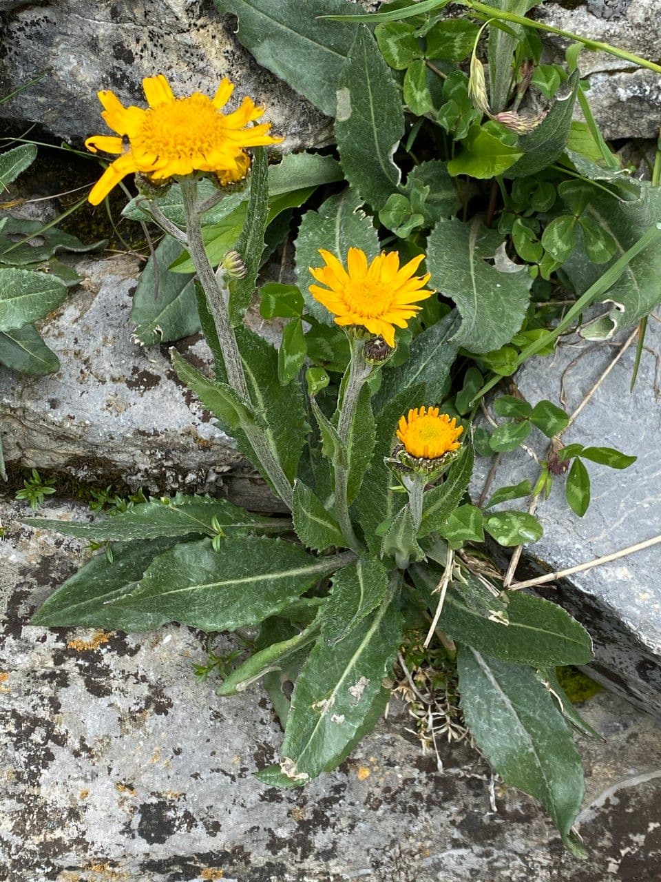 Senecio doronicum bloemen op berghellingen