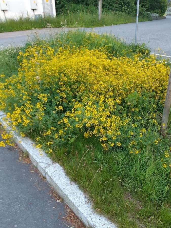 Plante cresson rampant avec des fleurs jaunes