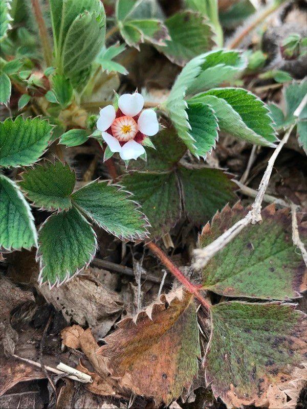 Potentille à petites fleurs en fleur sous des arbres feuillus au printemps