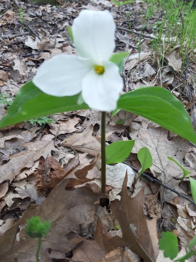Trillium grandiflorum met zuivere witte drietallige bloemen