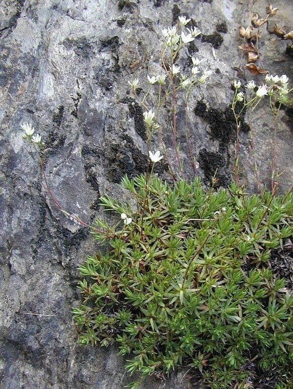 Saxifraga bronchialis gevlekte steenbreek met witte bloemen met rode en gele stippen op rotsen