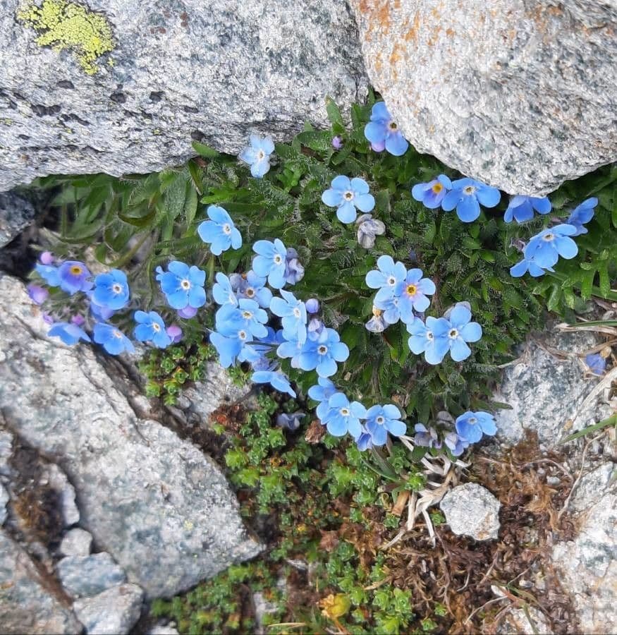 Eritrichium nanum kleine blauwe bloemen op alpine rots