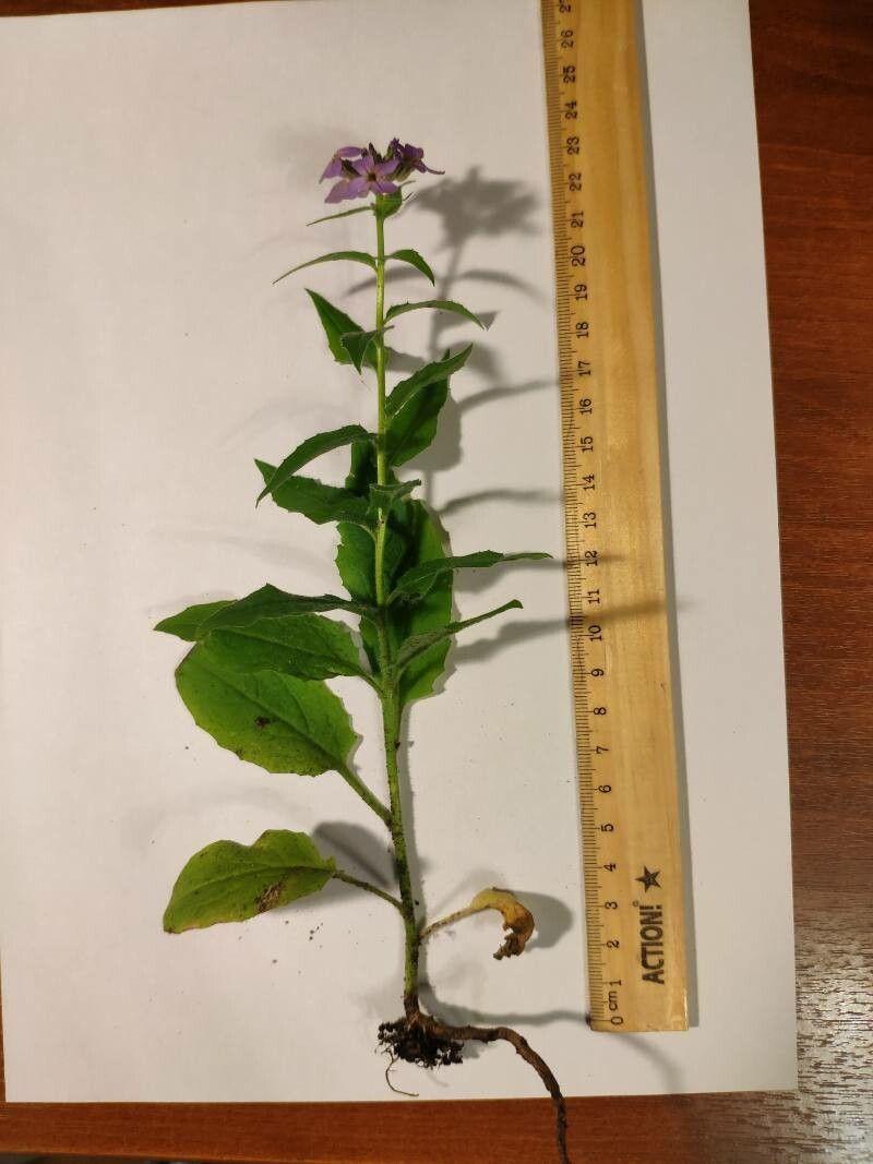 Damask-violet in full bloom in a sunny border, showing purple and white flowers rising in spring