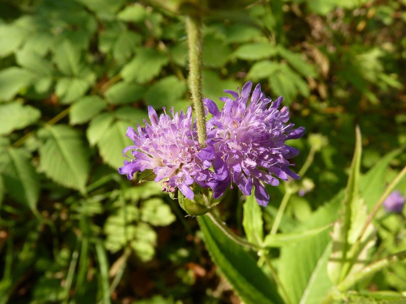 Wood Scabious with purple button flowers